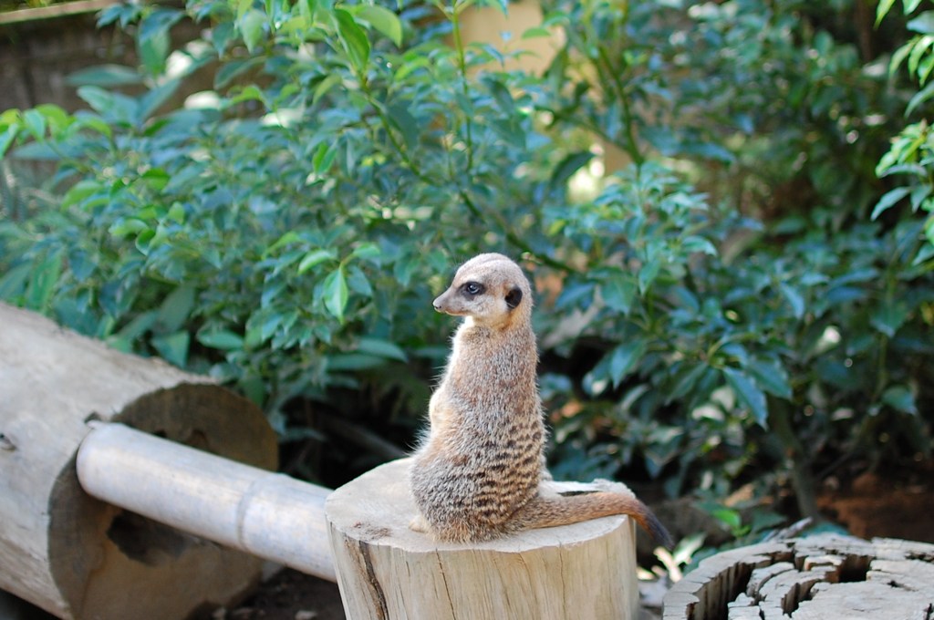 なんとかキャット