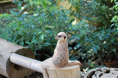 なんとかキャット