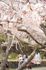 桜と金魚