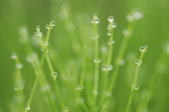 粒