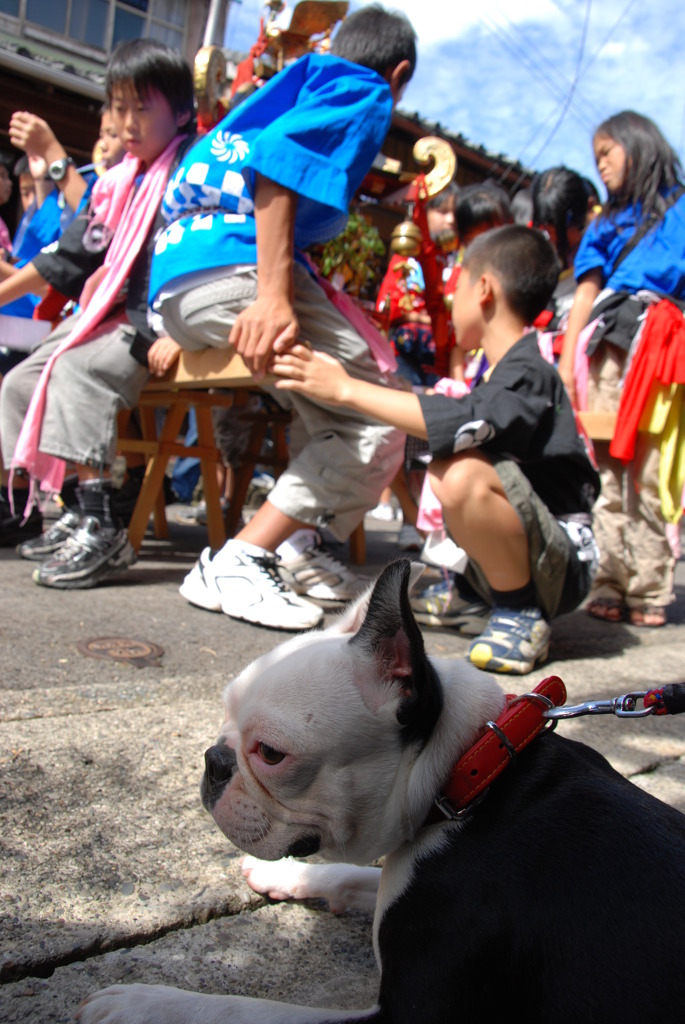 犬と祭り