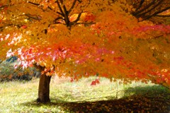 紅葉