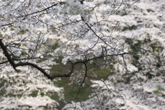 _IGP7683