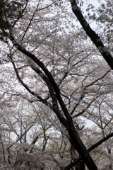 _IGP7650