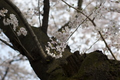 _IGP7655