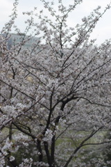 _IGP7611