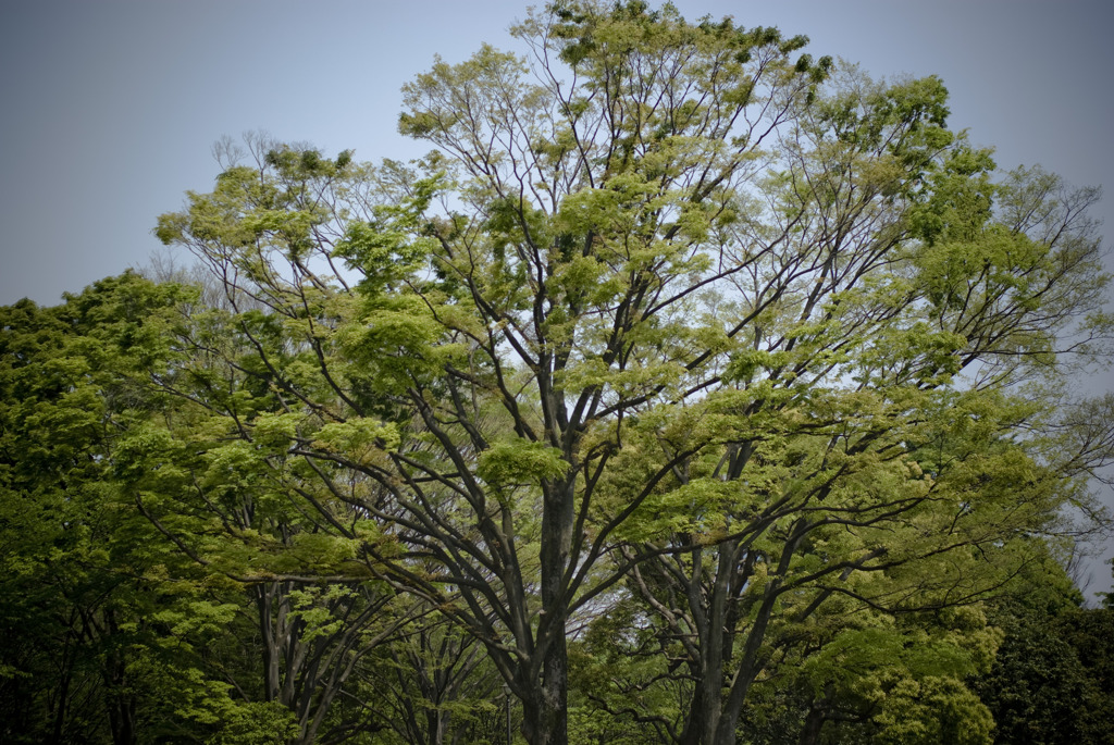 公園の樹
