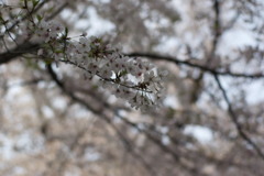_IGP7651