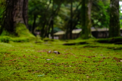 苔生す静寂