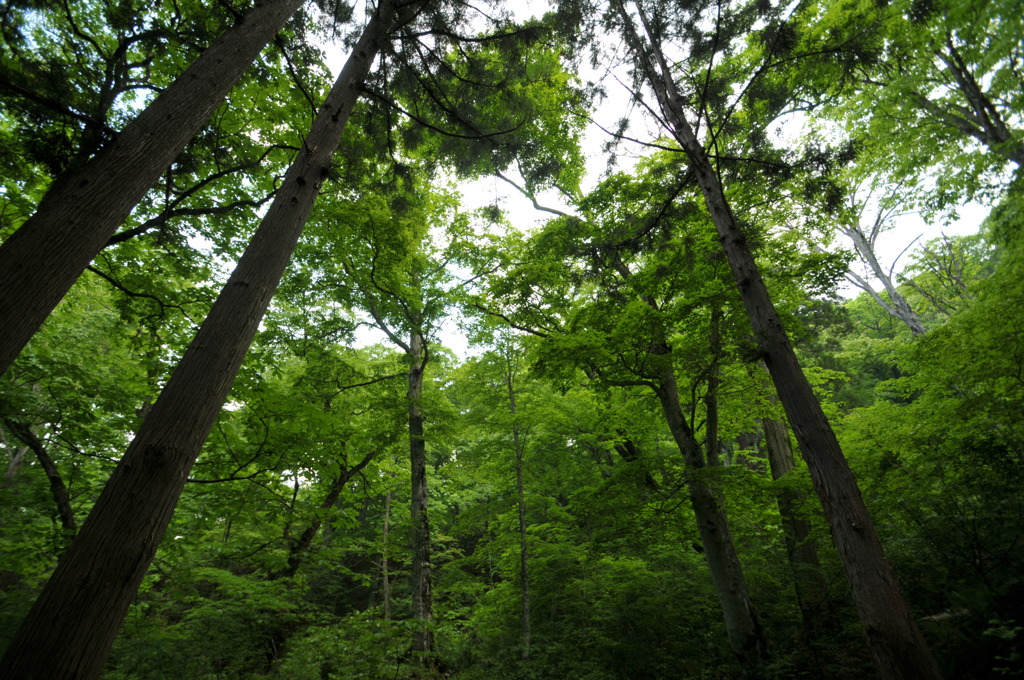 Deep Forest