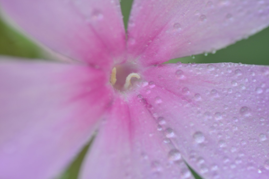 庭の花 #1