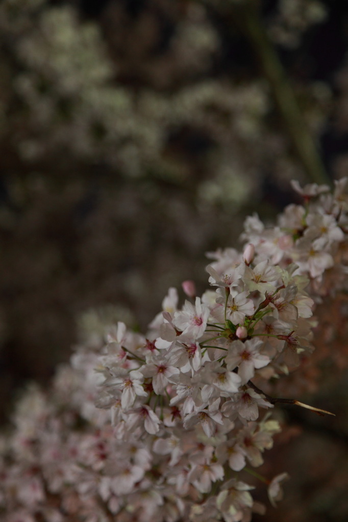 庭の夜桜