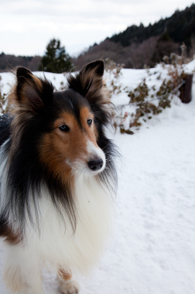 山頂で会った犬
