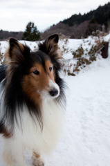 山頂で会った犬