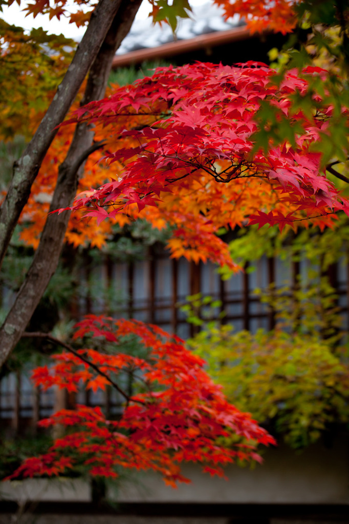 天竜寺の紅葉