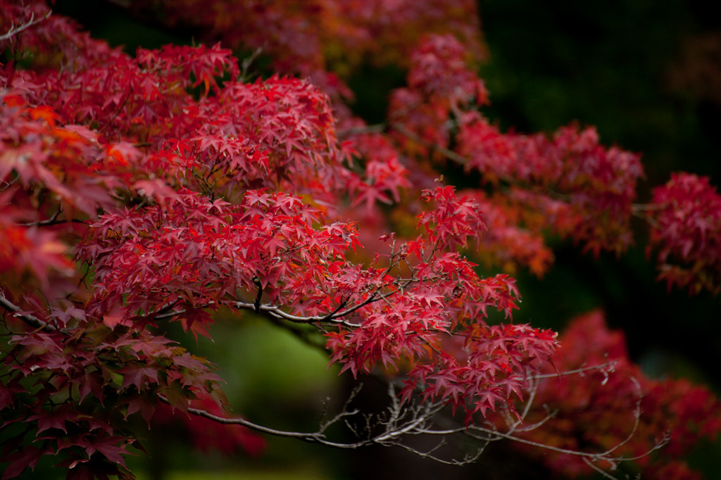 紅葉