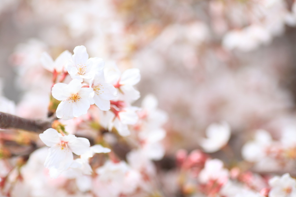 庭の桜