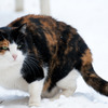 雪中の猫