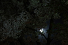 夜桜