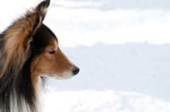 雪中の犬