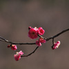 青梅にて