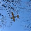 見上げれば飛行機
