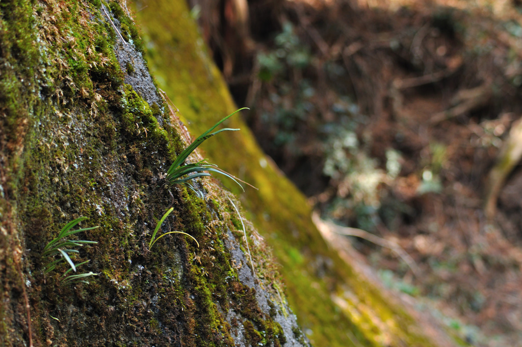 苔散歩