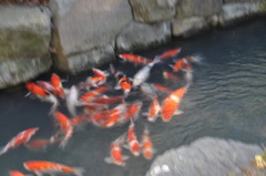 koi