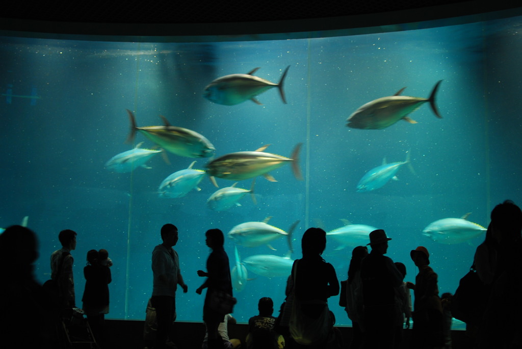 クロマグロがメインの水族館