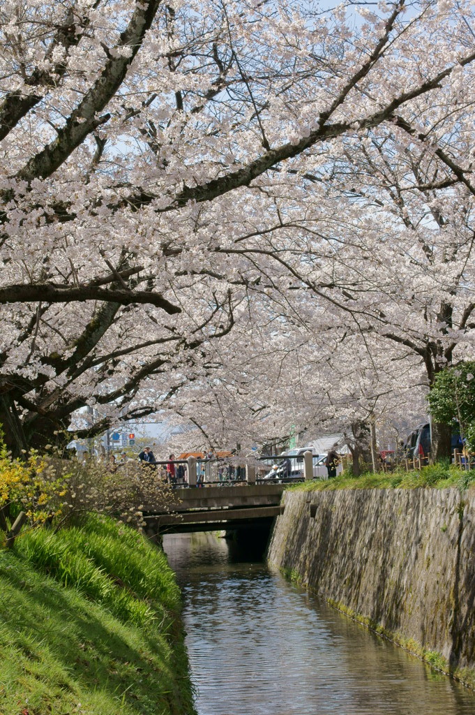 哲学の道