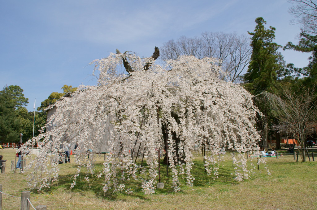 上賀茂神社・御所桜