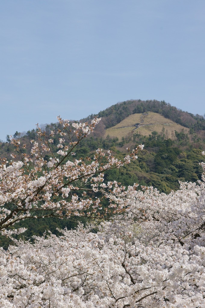 哲学の道から大文字山を望む