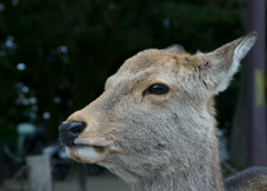 奈良公園の鹿