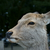 奈良公園の鹿