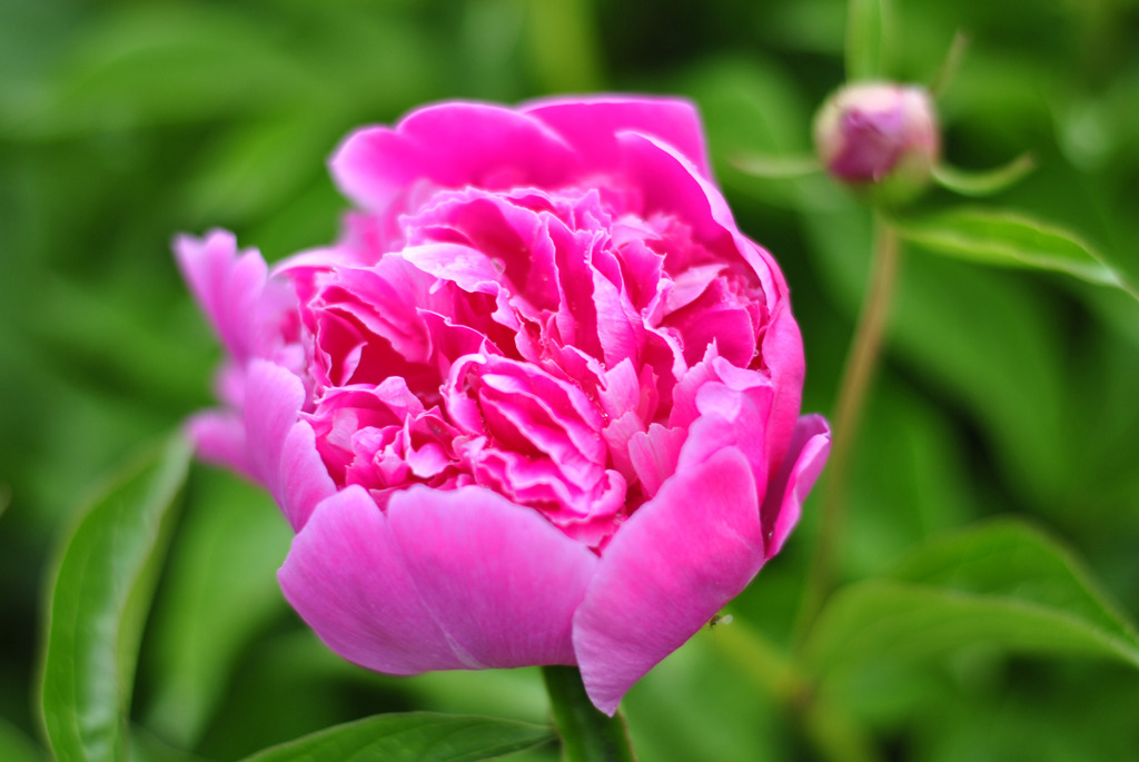 50mm F1.8G  テスト