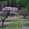 里山の春