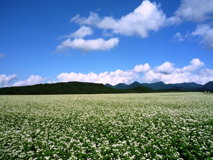 蕎麦畑