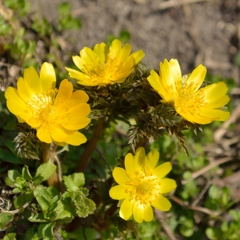 黄金の花