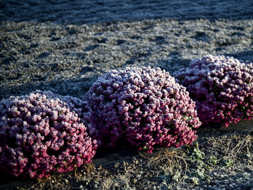 frozen flower