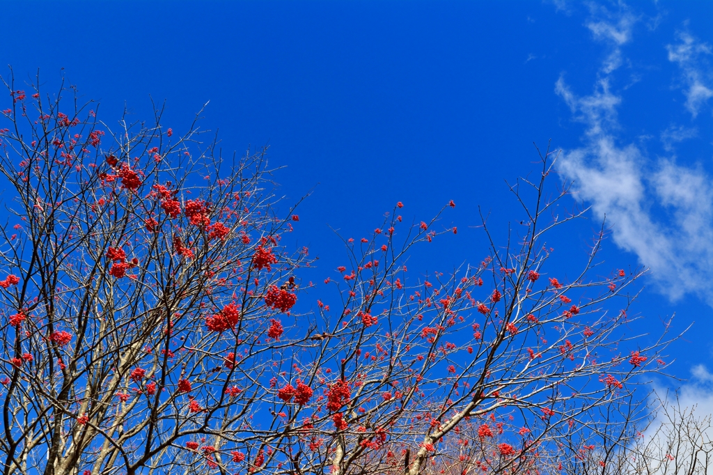 晩秋の空