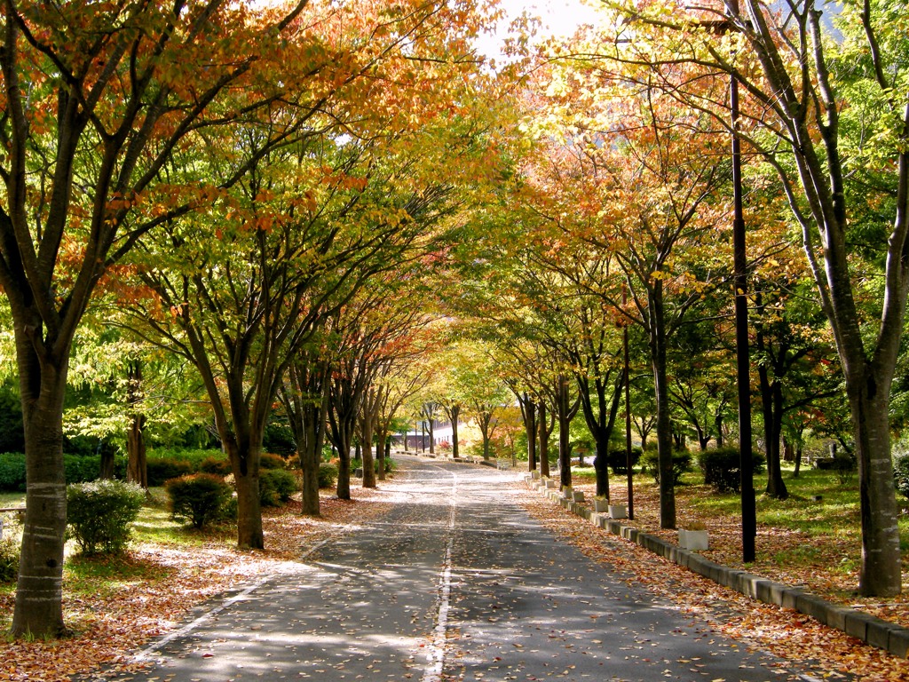 散歩道