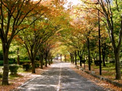 散歩道
