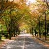 散歩道