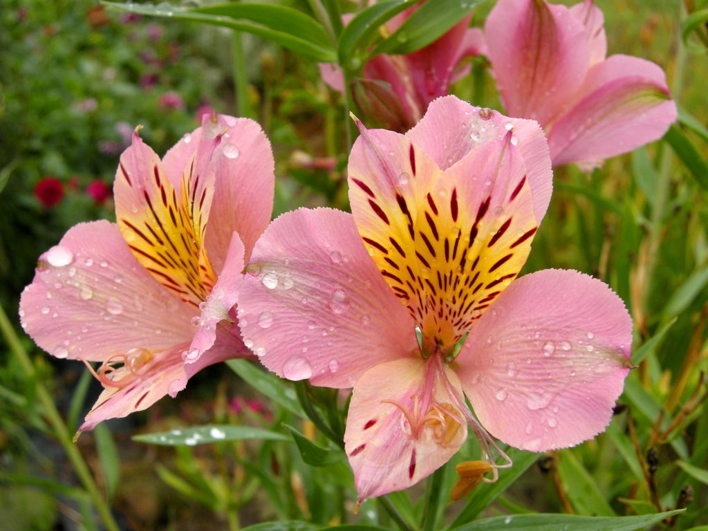 アルストロメリア