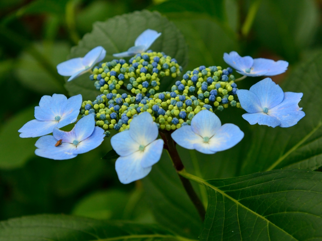 紫陽花テーブル