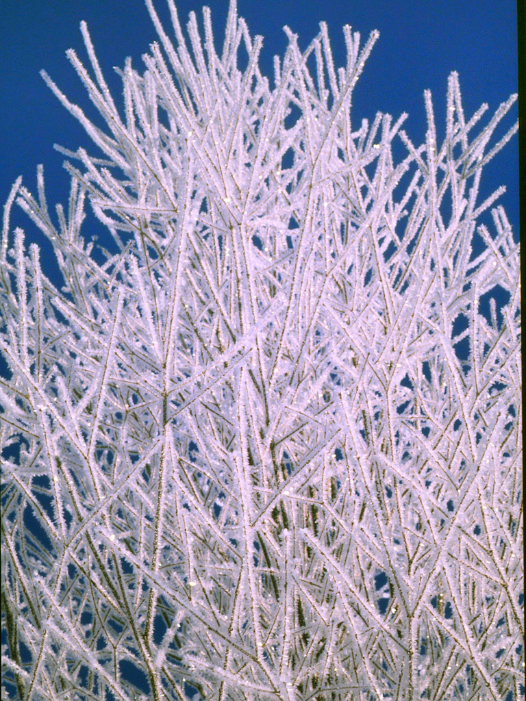 樹氷