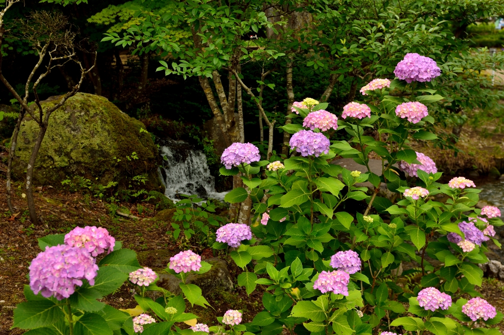 水辺の紫陽花