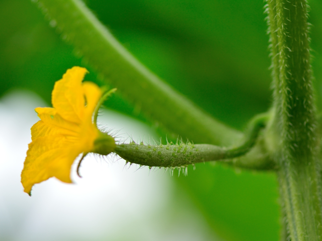 野菜で一番