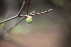 三渓園  106
