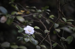 三渓園  104
